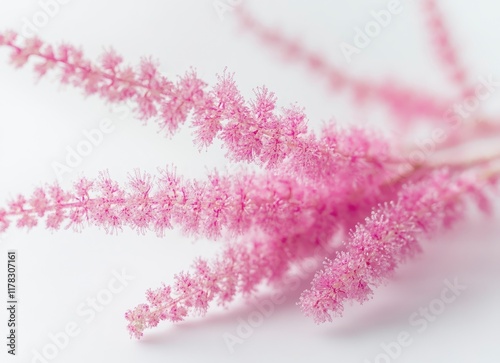 Pink mascara like winter flowers in the house, delicate petals of pink flowers on a white background, close-up of an elegant winter flower, bright pink professional photography, photo for stock photog