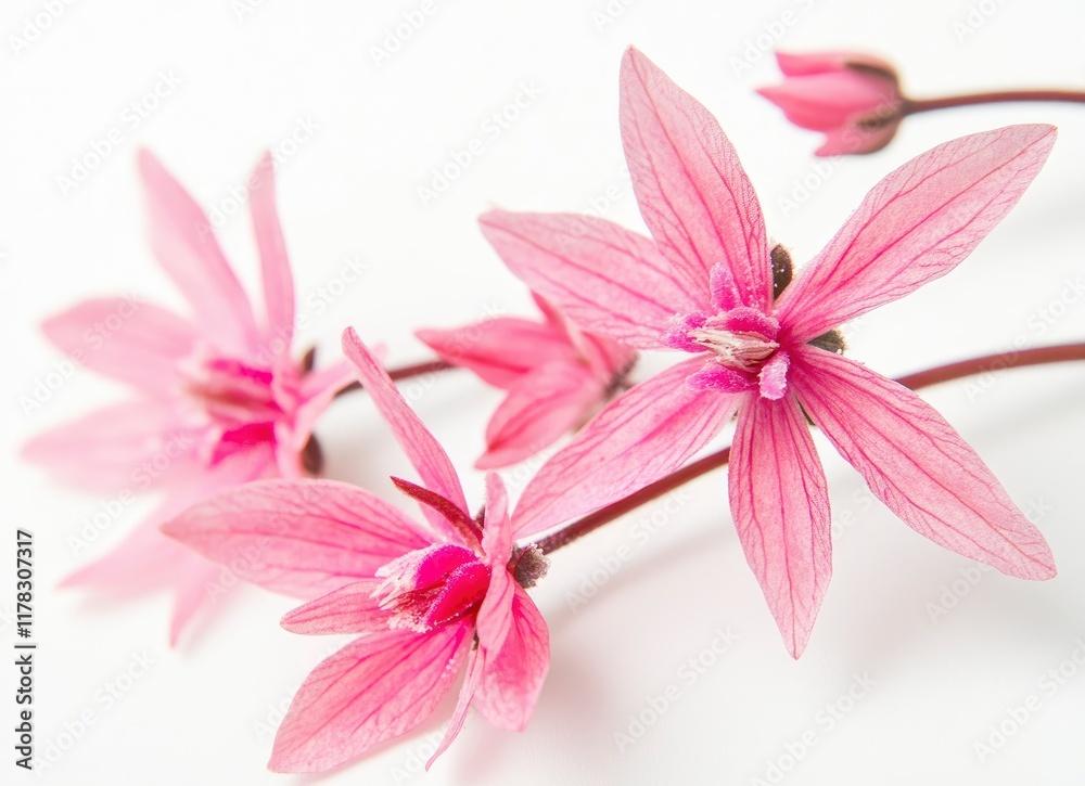 Fototapeta premium Pink mascara like winter flowers in the house, delicate petals of pink flowers on a white background, close-up of an elegant winter flower, bright pink professional photography, photo for stock photog