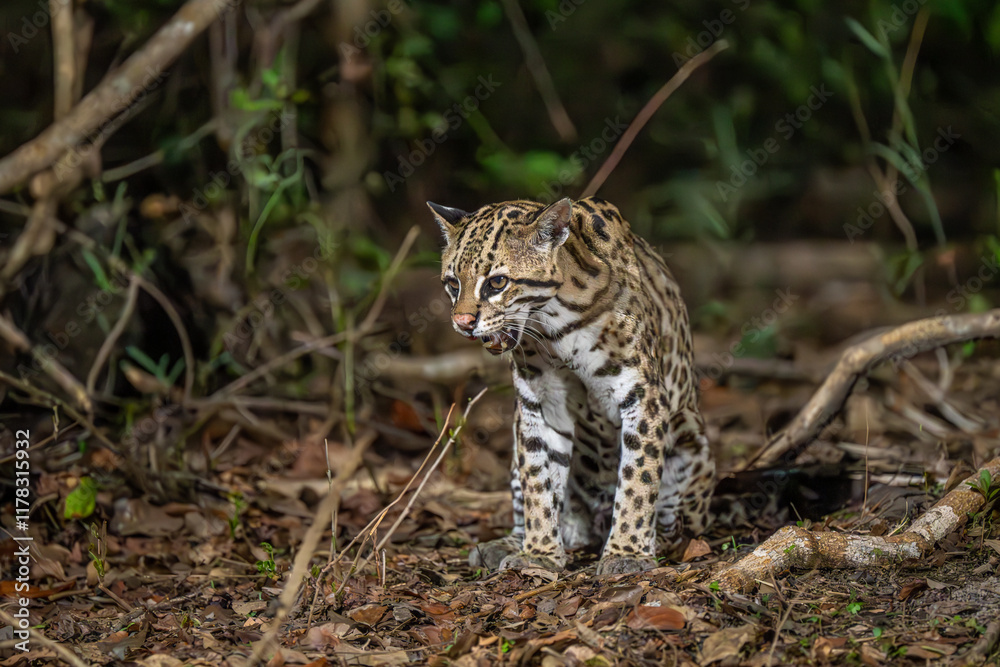 Curious Ocelot in the Pantanal Curious Ocelot in the Pantanal