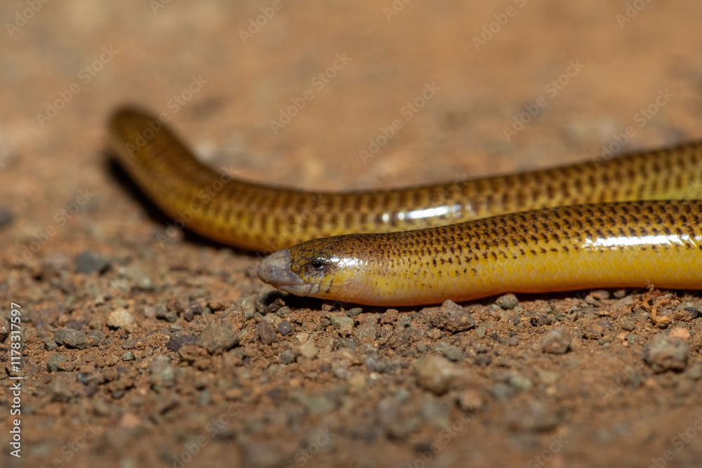 Close-up of a beautiful Cape legless skink (Acontias meleagris) in the wild Close-up of a beautiful Cape legless skink (Acontias meleagris) in the wild