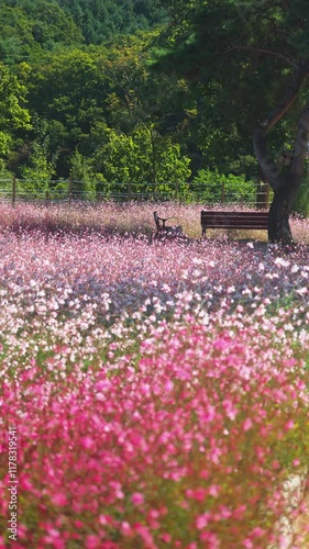 a quiet field of flowers