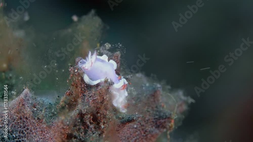 Two nudibranchs sit next to each other on the seabed among seaweed. Sea-Purple Thorunna (Thorunna halourga) 20 mm. Purple or pinkish with broad white marginal band.