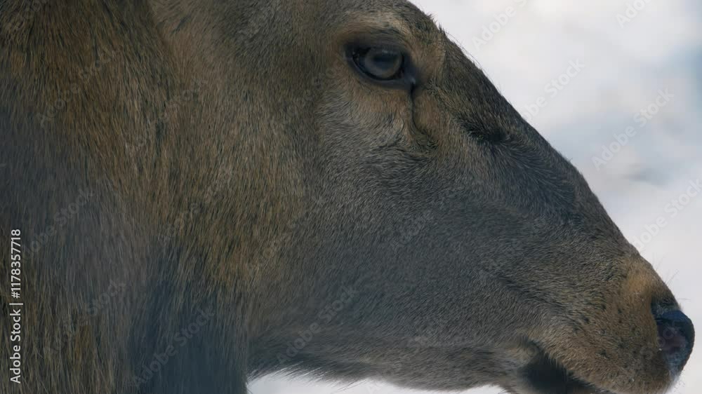 Deer close up. Animal with horns. Animals in winter. Snow falls. Muzzle of a horned animal. Red deer head close up. Horned animal. Deer close up. Animal with horns. Animals in winter. Snow falls. Muzzle of a horned animal. Red deer head close up. Horned animal.