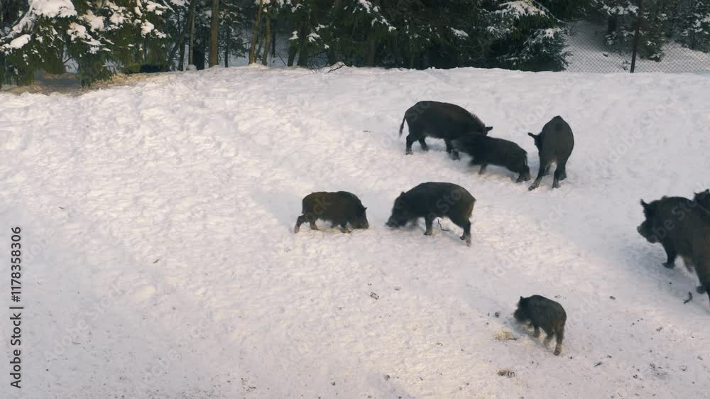 wild boars, Sus scrofa, in winter, looking for food in the snow. A wild boar digs snow with its snout. On a deep snow, cold winter morning, wild animals footage. wild boars, Sus scrofa, in winter, looking for food in the snow. A wild boar digs snow with its snout. On a deep snow, cold winter morning, wild animals footage.