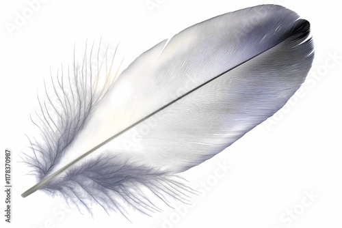 Elegant White Feather with Delicate Texture and Graceful Lines photo