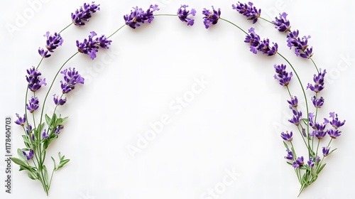 Beautiful arrangement of fresh lavender flowers creating a delicate arch on a white background, ideal for nature-themed designs and floral decorations.