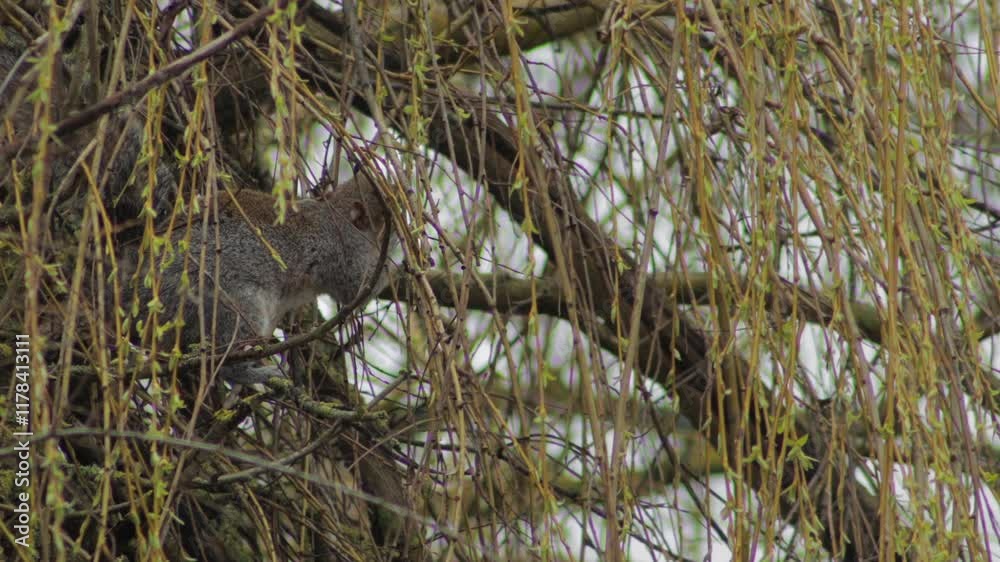 Grey Squirrel Sat In Willow Tree Eating New Leaves Buds From Branches UK England Hertfordshire Borehamwood Grey Squirrel Sat In Willow Tree Eating New Leaves Buds From Branches UK England Hertfordshire Borehamwood