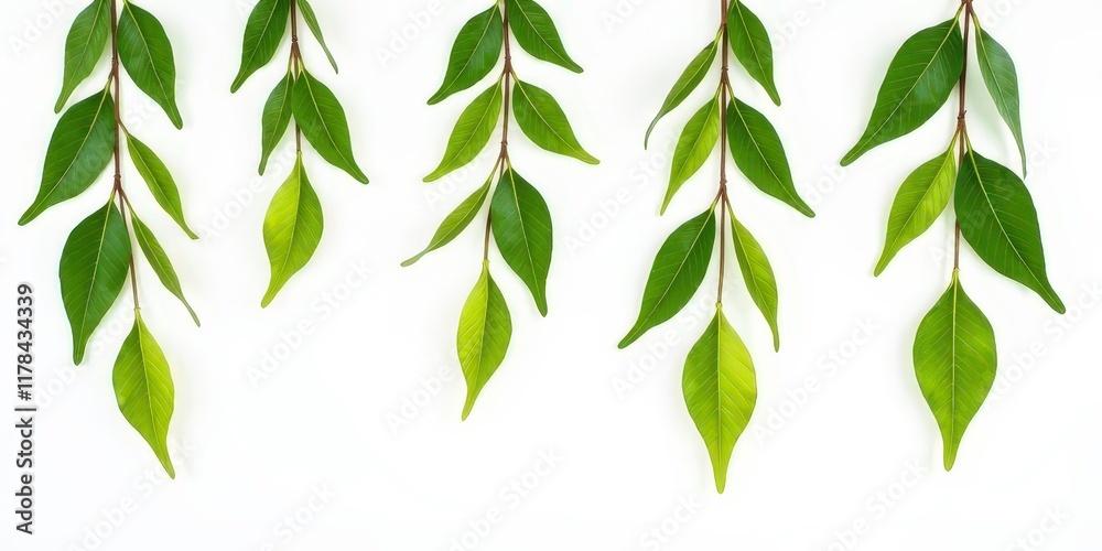 Fototapeta premium Green Leaves Border: A cascade of vibrant, fresh green leaves hangs gracefully against a clean white background. This minimalist, organic border creates a sense of tranquility and natural beauty. 