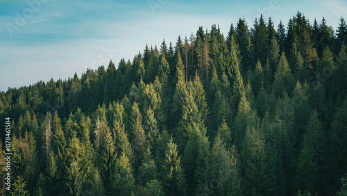 huge forest in the moutains with lots of tree wallpaper background 