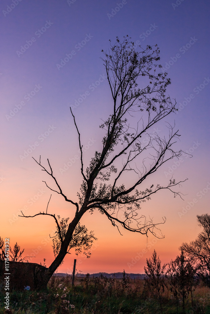 A tree is silhouetted against a beautiful sunset A tree is silhouetted against a beautiful sunset