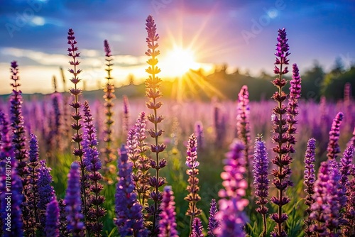 Sun-drenched Russian sage field explodes with purple Perovskia at sunset. photo