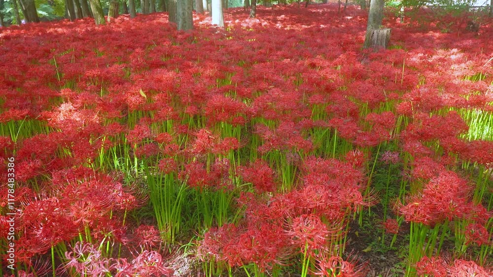 Handheld Panning Right Across a Field Covered in Blooming Red Spider Lilies. autumn scenery, vibrant oriental flowers. Handheld Panning Right Across a Field Covered in Blooming Red Spider Lilies. autumn scenery, vibrant oriental flowers.