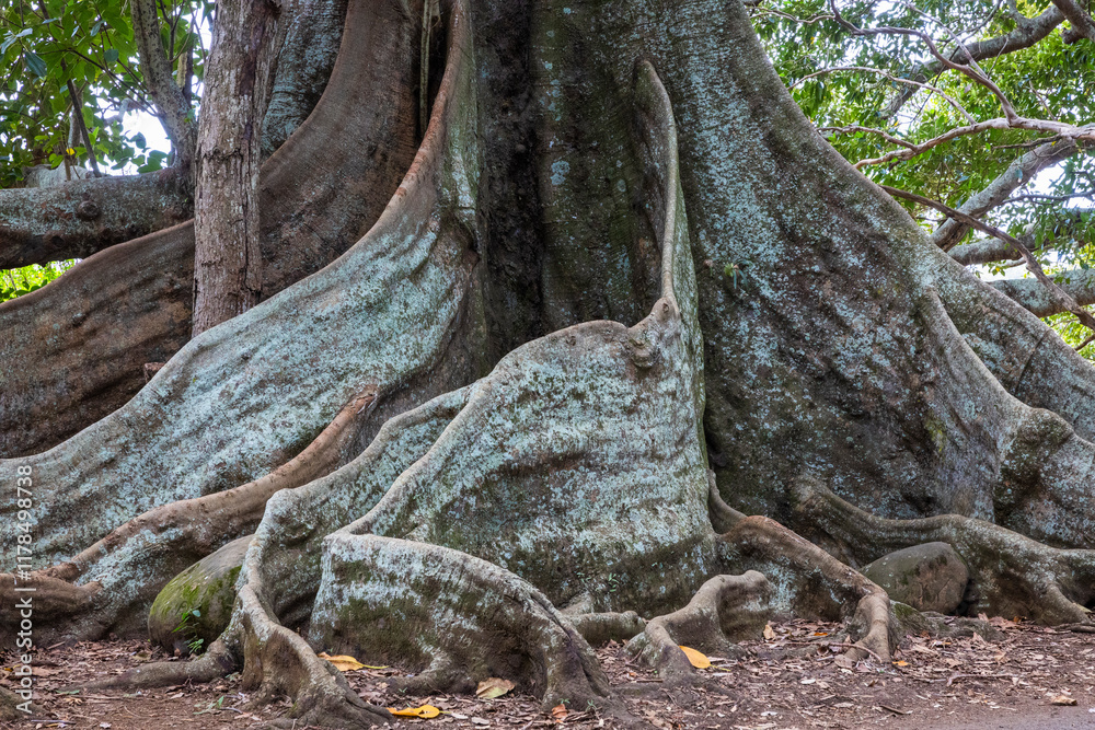 Morton Bay Fig trees near the 100 Acre Forest, Norfolk Island, Australia Morton Bay Fig trees near the 100 Acre Forest, Norfolk Island, Australia