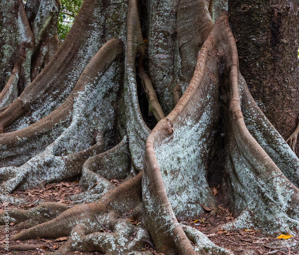 Morton Bay Fig trees near the 100 Acre Forest, Norfolk Island, Australia Morton Bay Fig trees near the 100 Acre Forest, Norfolk Island, Australia