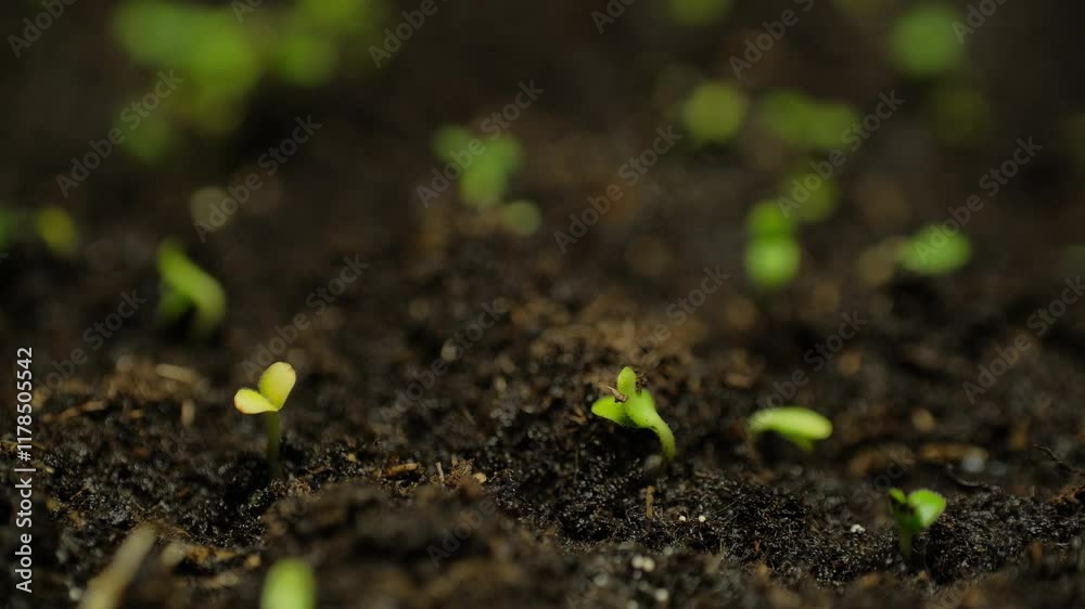 Growing plants rising from soil time lapse 4k footage. Growing plants rising from soil time lapse 4k footage.