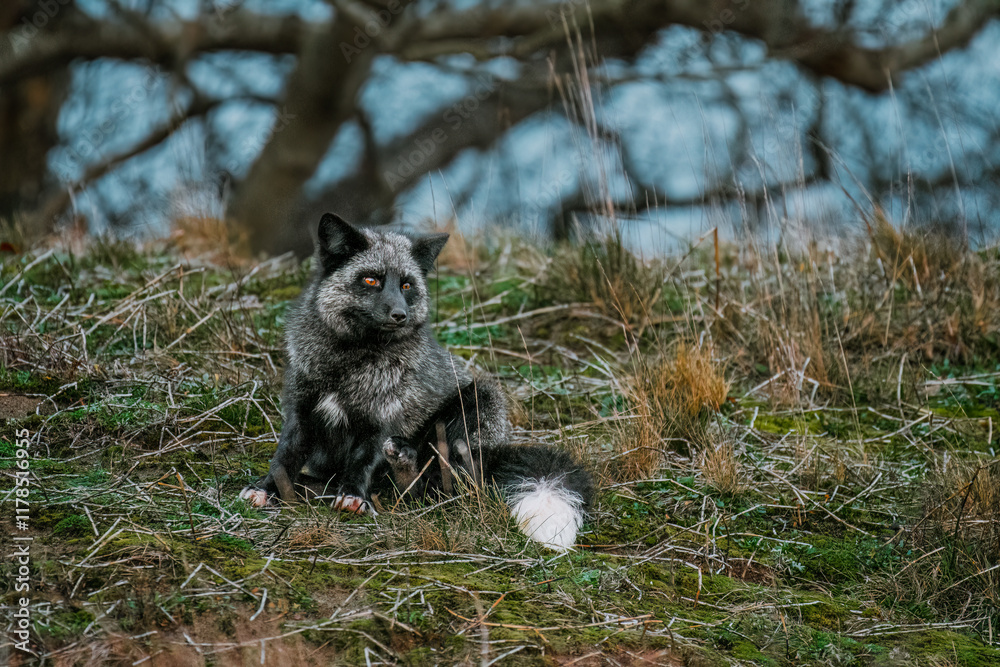 Obraz premium Red Fox - Black and Gray coat 