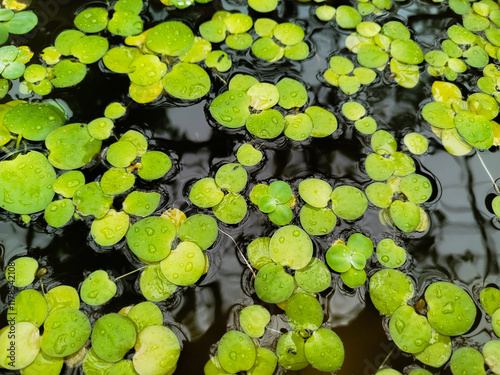 Limnobium laevigatum plants are suitable for outdoor ponds photo