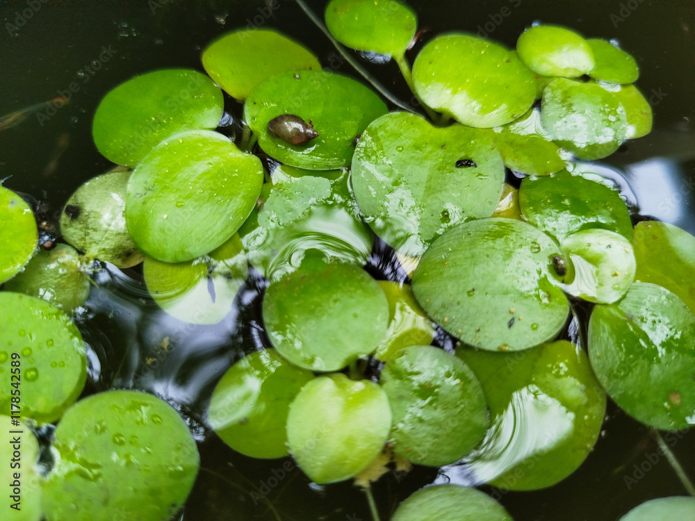 Limnobium laevigatum plants are suitable for outdoor ponds Limnobium laevigatum plants are suitable for outdoor ponds