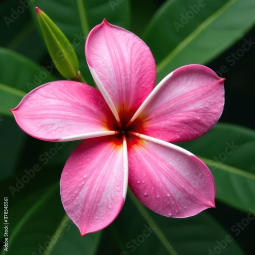 A single large plumeria flower in shades of pink and white, blossom, plumeria, flower