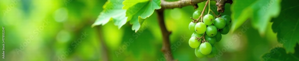 small green unripe grapes growing on a trellis, foliage, botany small green unripe grapes growing on a trellis, foliage, botany