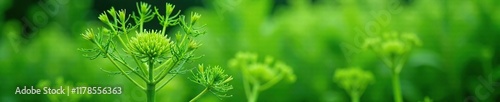 Fennel plant with umbels and feathery foliage, greenery, botany, fennel
