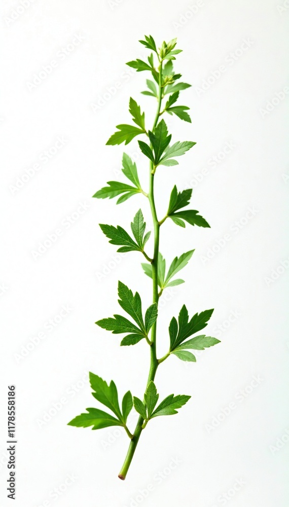 Fresh green thyme falling slowly in air against white background, botanicals, simple, still life Fresh green thyme falling slowly in air against white background, botanicals, simple, still life