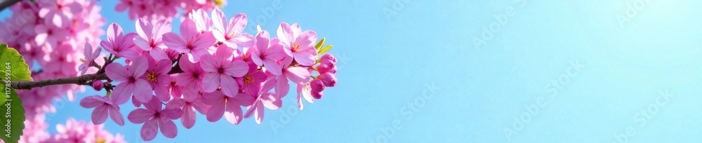A lilac branch laden with tiny pink blooms suspended against a light blue sky, nature, sky A lilac branch laden with tiny pink blooms suspended against a light blue sky, nature, sky