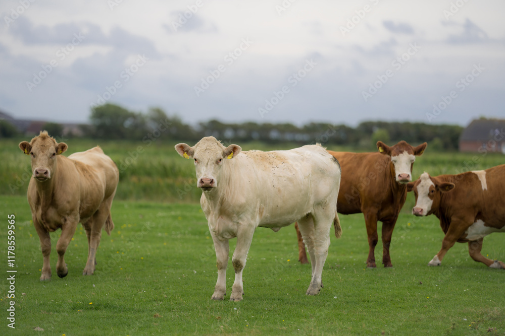 Grazing cows. Cows at field. Cow herd at green pasture. Countryside landscape and pasture for cows. Cow herd in the countryside. Cows on farmland. Farming. Grazing cows. Cows at field. Cow herd at green pasture. Countryside landscape and pasture for cows. Cow herd in the countryside. Cows on farmland. Farming.