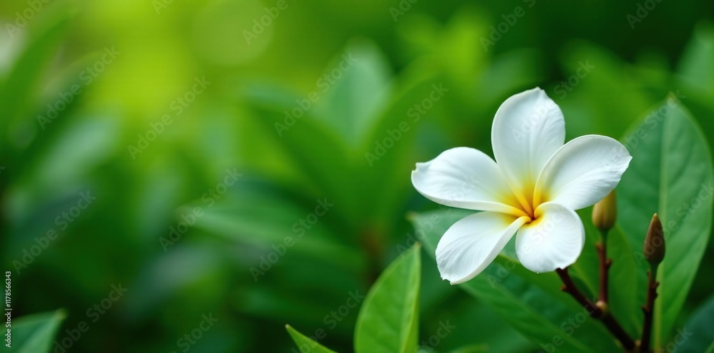 White plumeria blooms against soft green foliage, garden, flowers, plumeria
