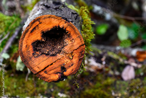 After the windstorm, fallen tree in the forest with trunk cut up, center of tree diseased and rotted causing susceptibility to storm damage, wet winter day nature background
