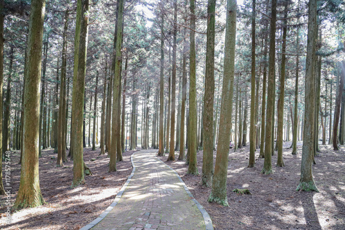 나무 사이로 지나가는 숲 길 제주 제주시 봉개동 절물 자연휴양림
