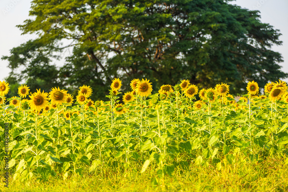 Golden Sunflowers field at blooming farm agricultural Summer sunset and blue sky background texture with white clouds in Thailand