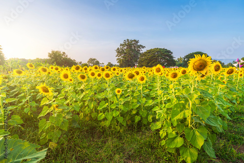 Obraz na płótnie Golden Sunflowers field at blooming farm agricultural Summer sunset and blue sky background texture with white clouds in Thailand w salonie