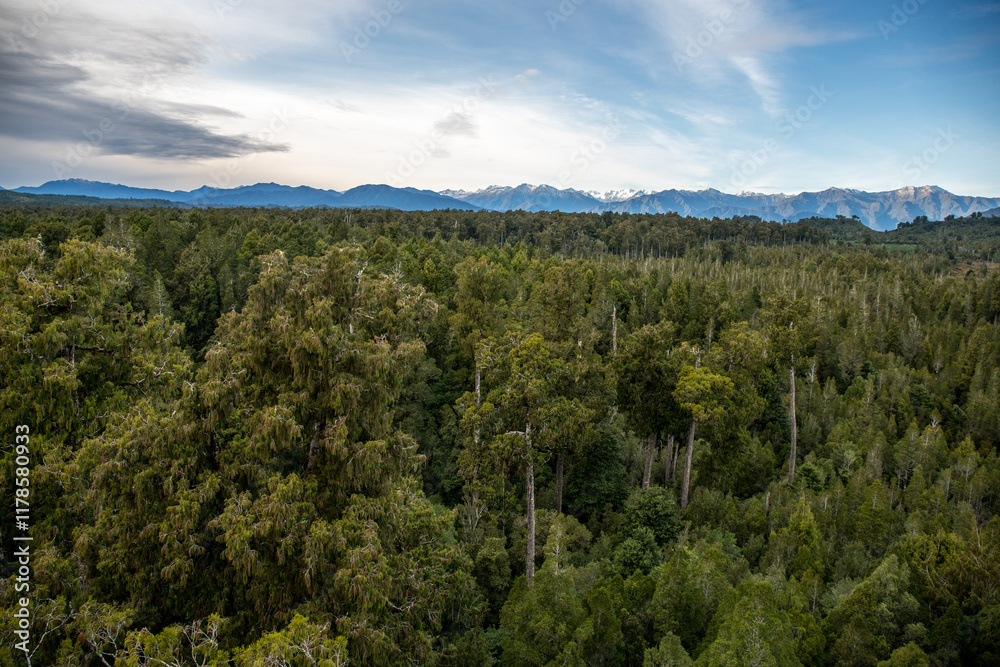Views of the rimu native forest from the Hokotika Tree Walk Park Views of the rimu native forest from the Hokotika Tree Walk Park