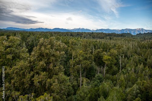 Views of the rimu native forest from the Hokotika Tree Walk Park