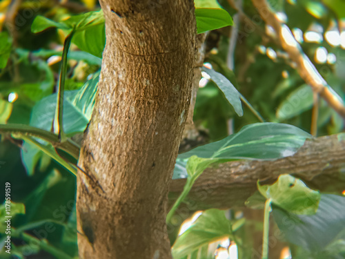 close up of a shady mango tree trunk photo