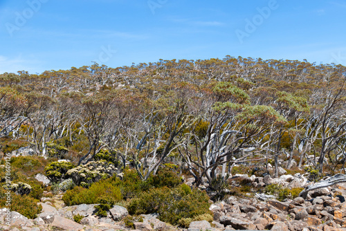 Alpine forest among dolerite boulders of Mount Wellington Kunanyi, Tasmania, Australia