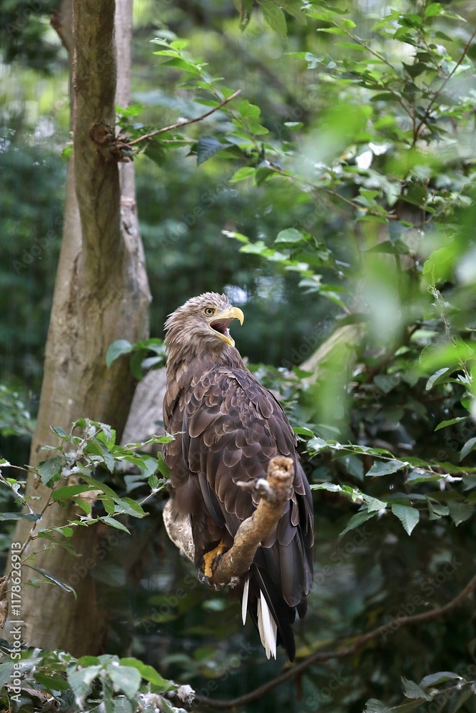 木の上で鳴くオジロワシ 木の上で鳴くオジロワシ