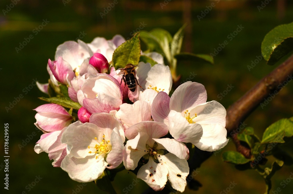 Obraz premium Apple blossoms herald spring in a Frankfurt orchard. A honey bee is visiting.