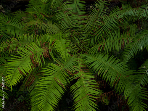 Photography tropical green leaves in garden, large foliage abstract green texture nature wallpaper background after rain seson