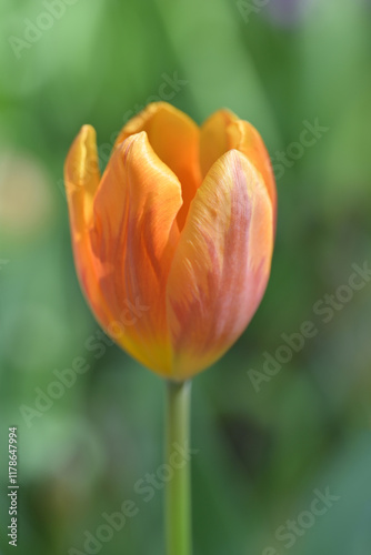 Close-up of an orange tulip. An orange tulip is blooming in natural soft sunlight with green leaves forming a rich background.