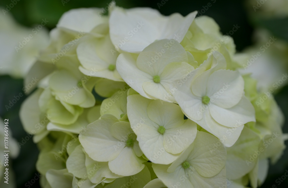 Close-up of Hydrangea flowers with light green petals in full bloom in natural, soft sunlight with green leaves forming a rich background. Close-up of Hydrangea flowers with light green petals in full bloom in natural, soft sunlight with green leaves forming a rich background.