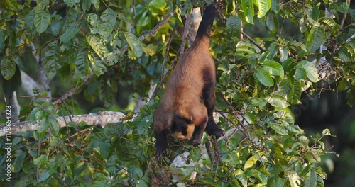 Capuchin monkey feeding on fruit early morning, choosing the right ripe fruit to be consumed