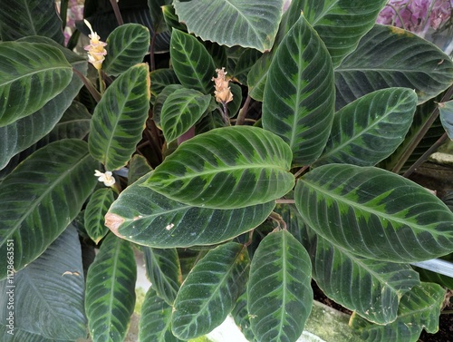 Two toned green leaves and purple undersides of Calathea Jungle Velvet (Calathea Warscewiczii) photo