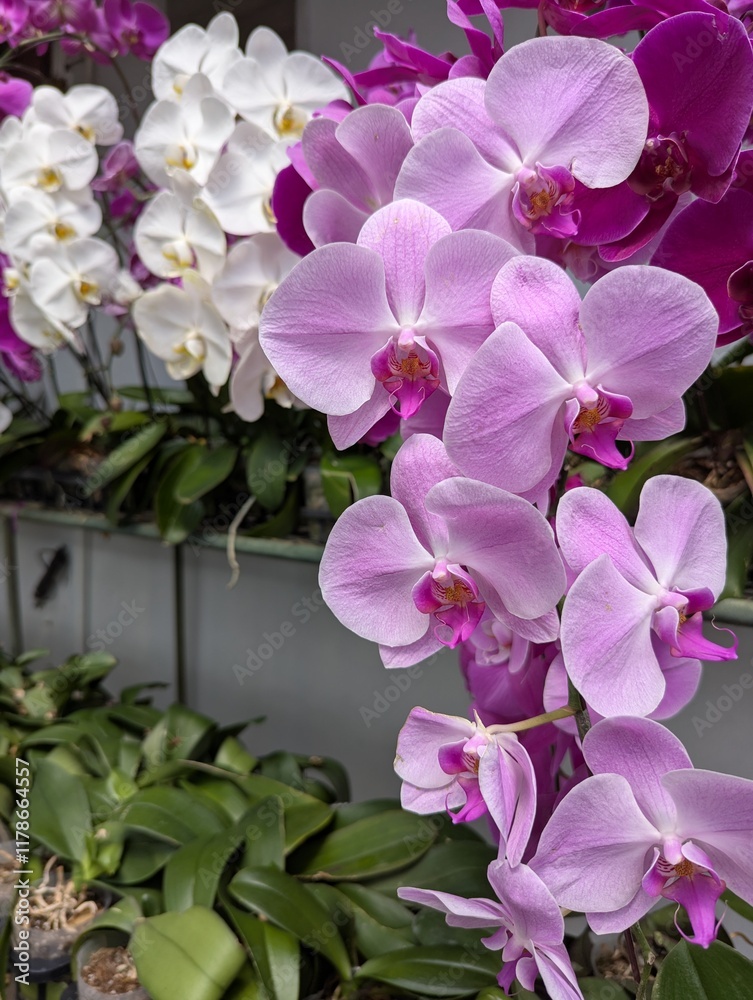 Fototapeta premium Colorful mix of Phalaenopsis orchid flowers bloom