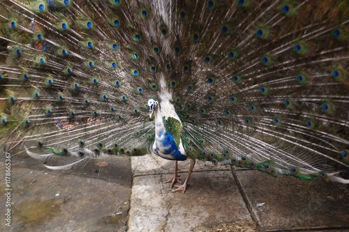 A male peacock shows its beautiful plumage during a mating dance. photo