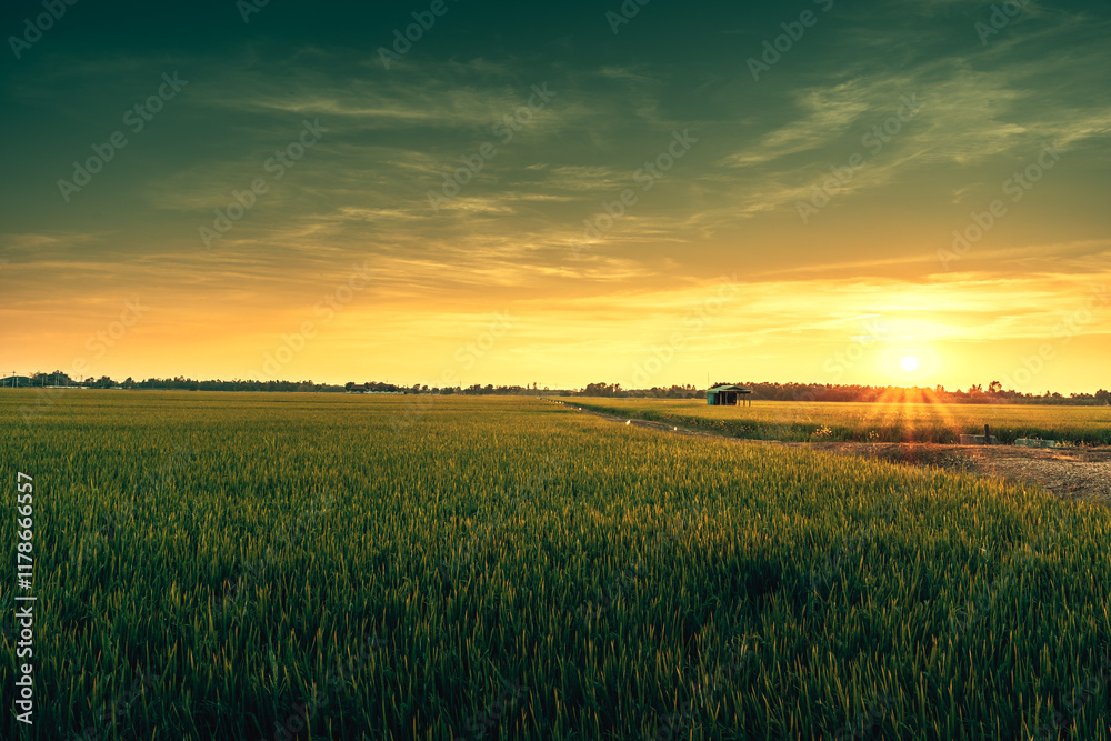 View of rice fields with green rice growing in the sunset.. View of rice fields with green rice growing in the sunset..