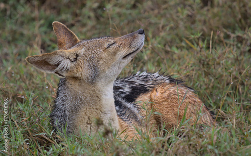 side view of a cute silver backed jackal sitting peacefully, ears pricked, nose up and eyes closed, in wet grass in the wild ol pejeta conservancy, kenya photo