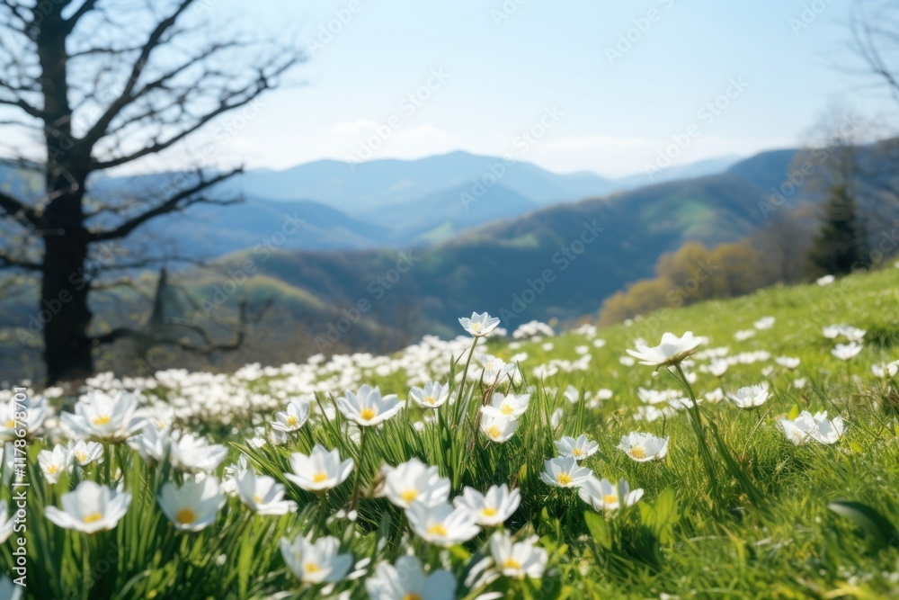 Fototapeta premium Landscape flower grassland mountain.