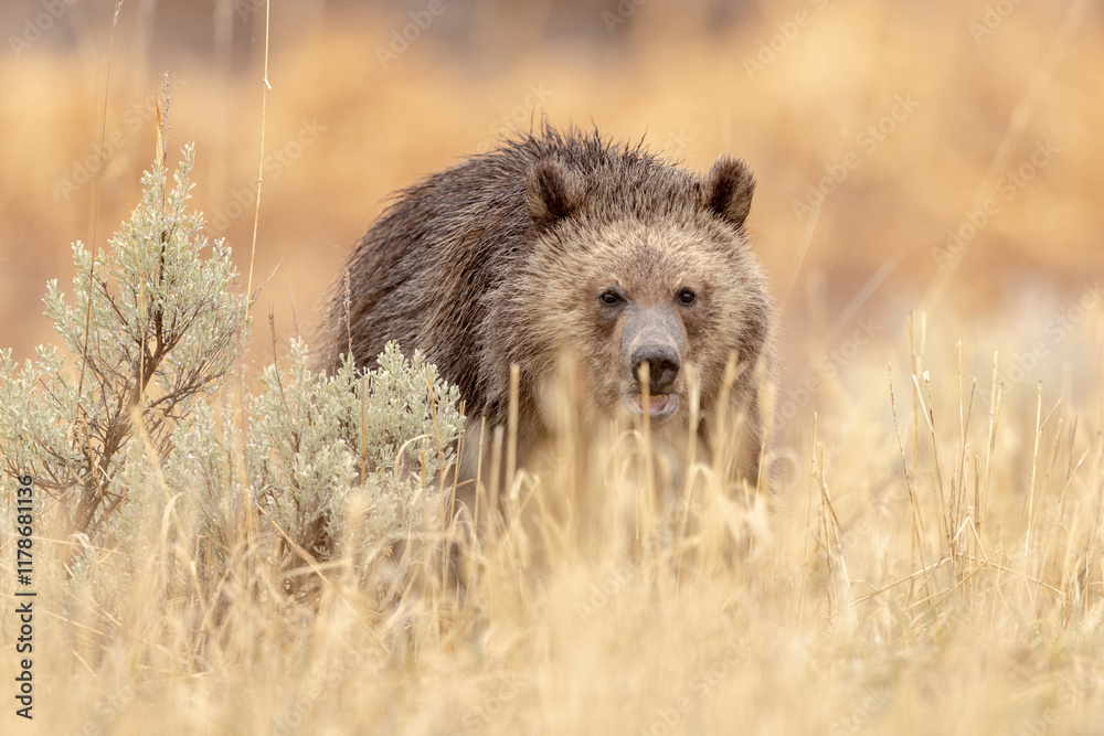 Grizzly Cub